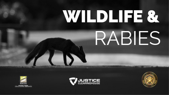 Wildlife and Rabies